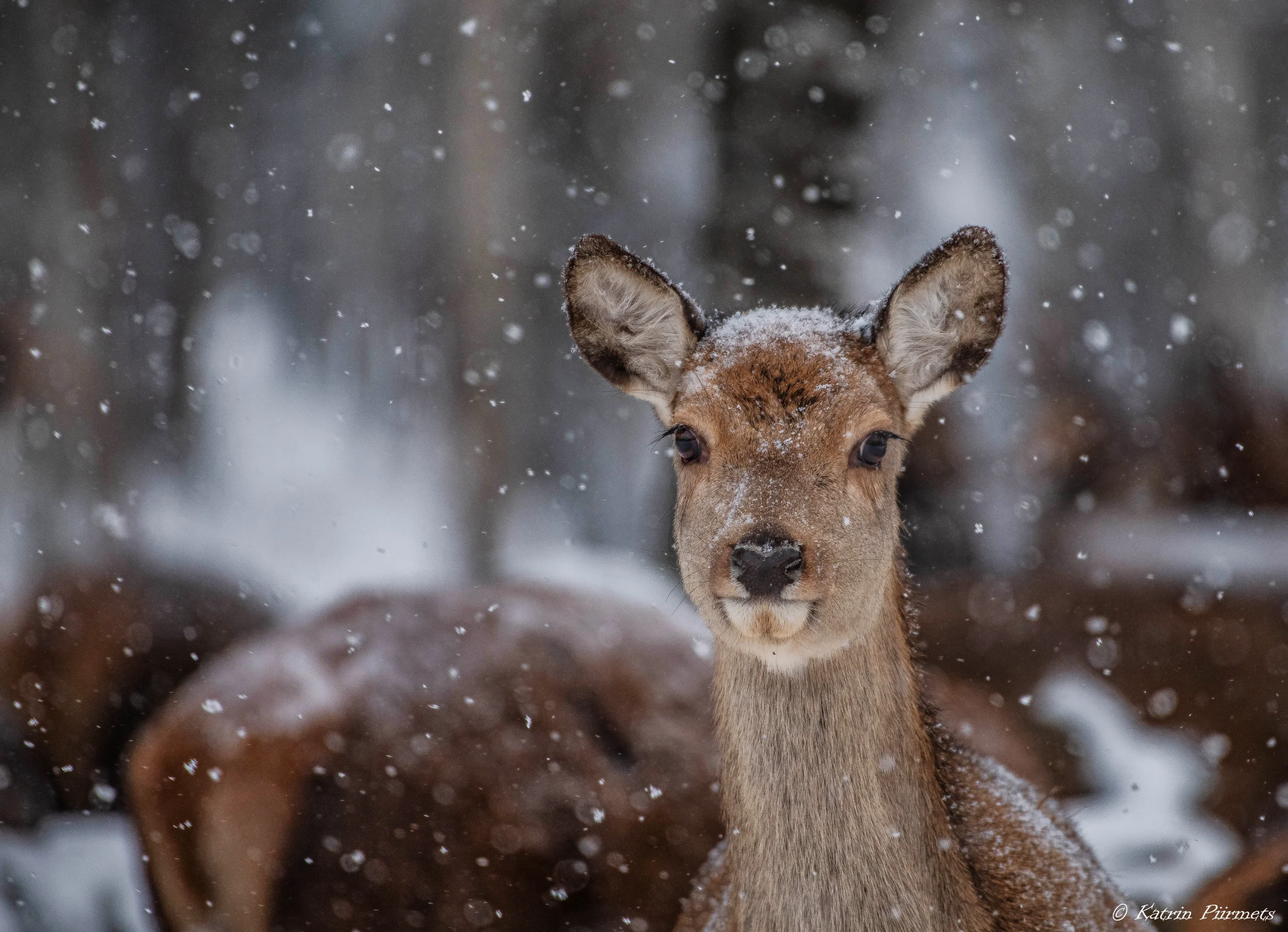 Toosikannu Looduspark punahirv talvel