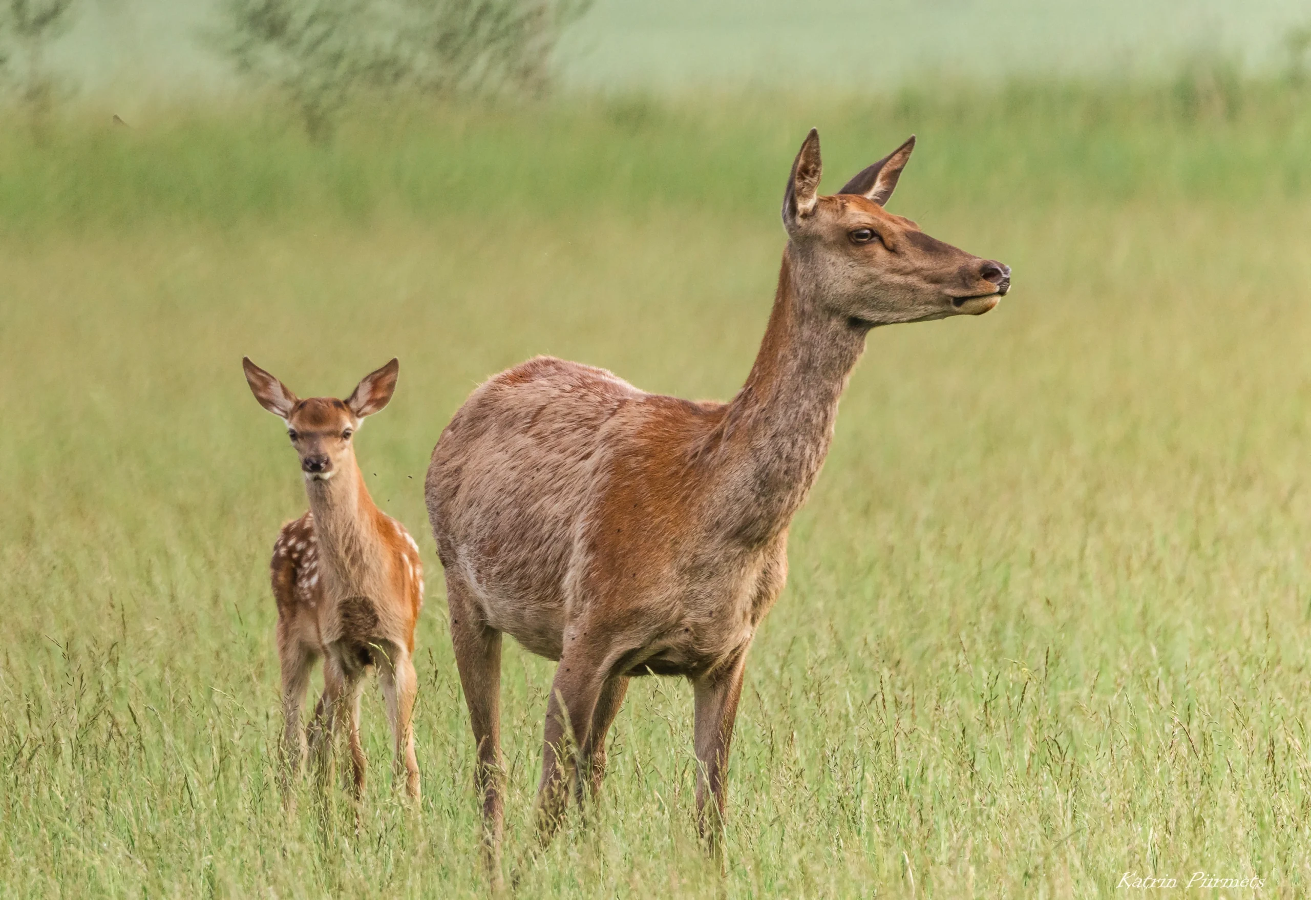 Bämbide hooaeg Toosikannu Looduspargis