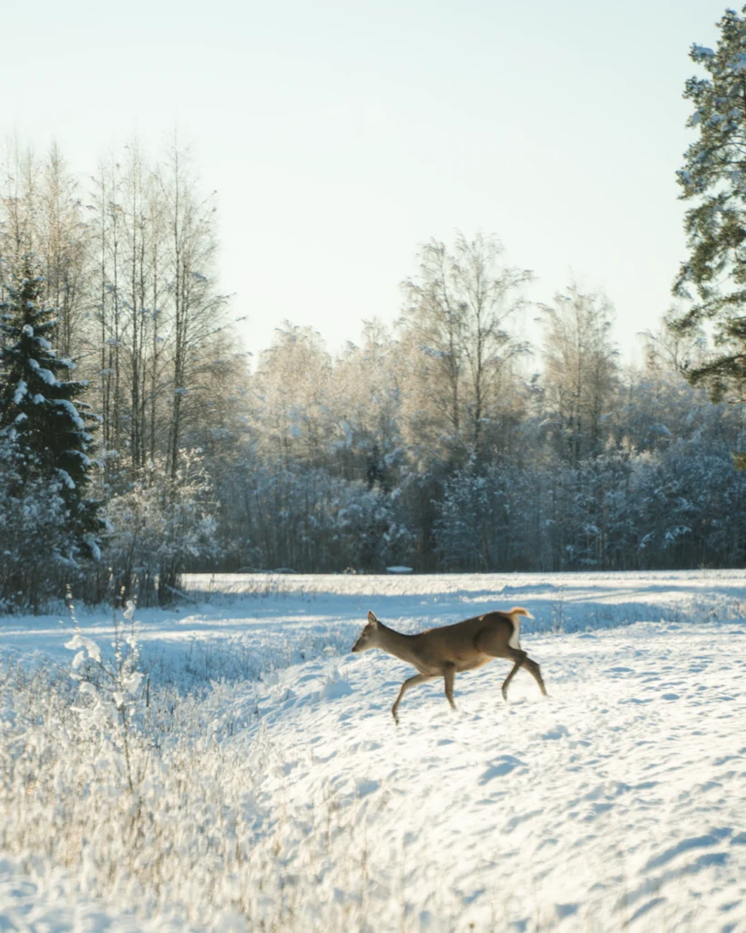 Toosikannu Looduspark talvepuhkus looduspuhkus