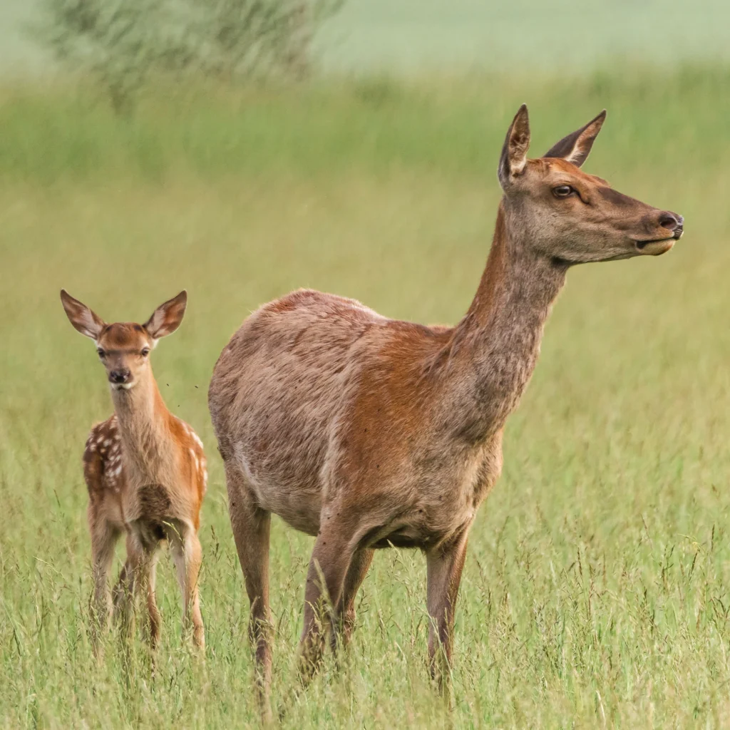 wildlife watching Toosikannu Nature Resort