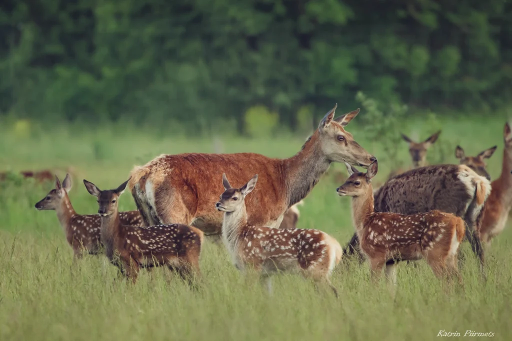 Bämbide hooaeg Toosikannu Looduspargis