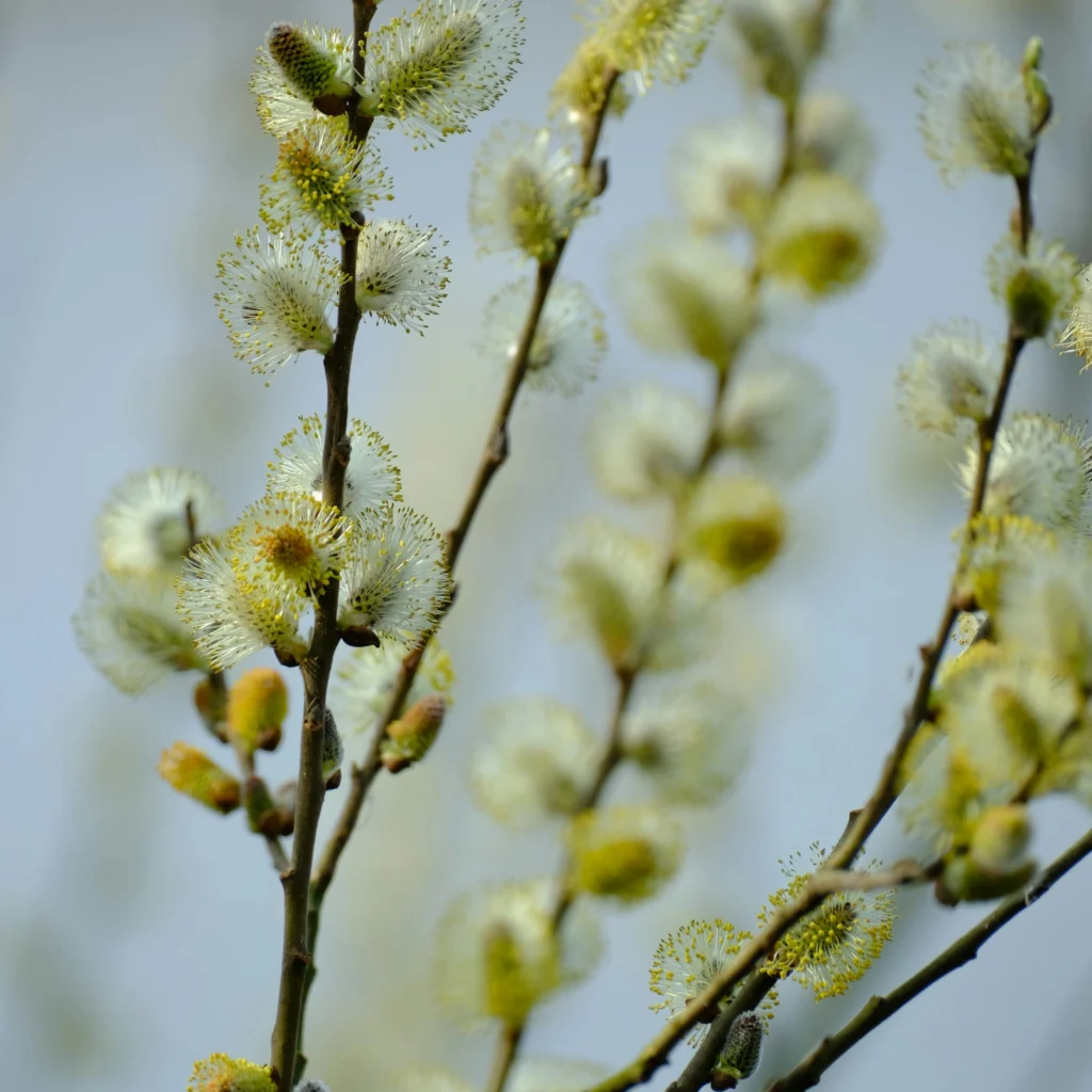 Spring at Toosikannu Nature Resort