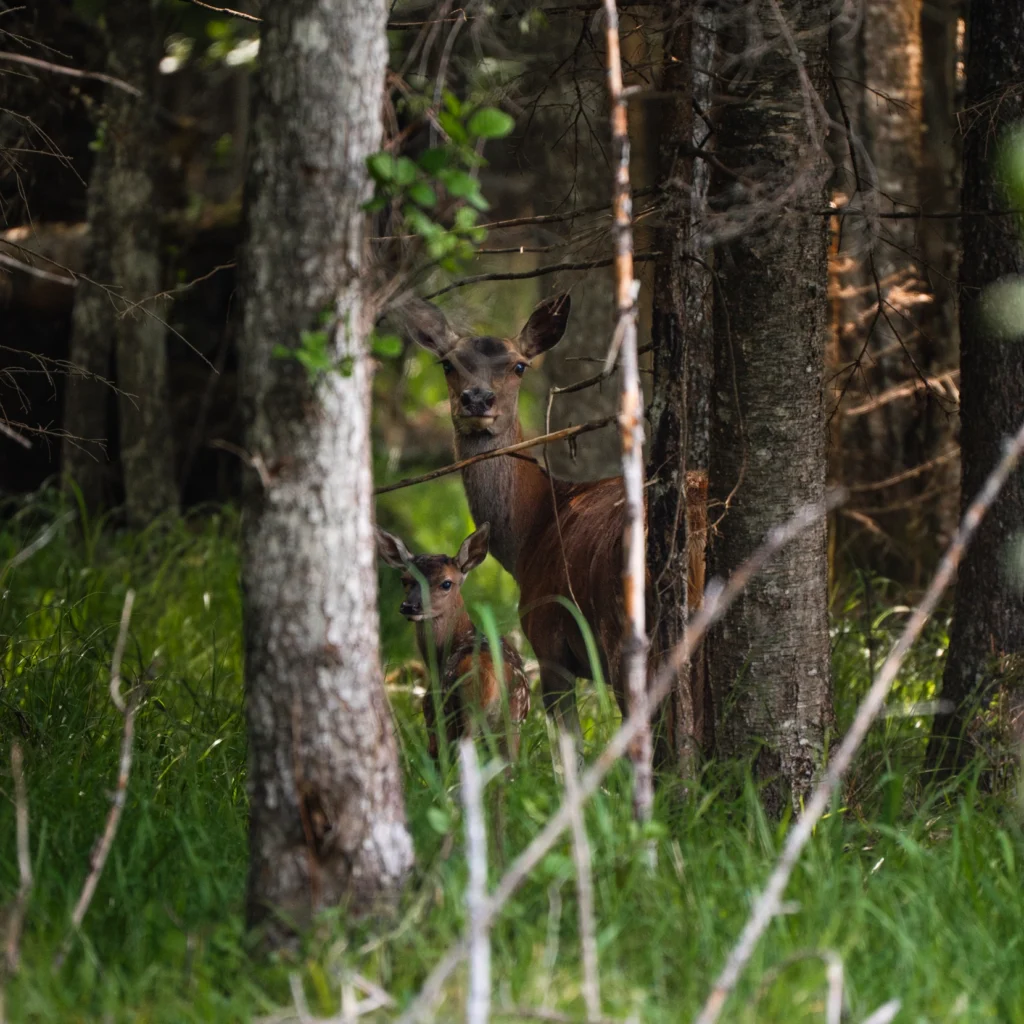 Toosikannu Looduspark loodusvaatlus