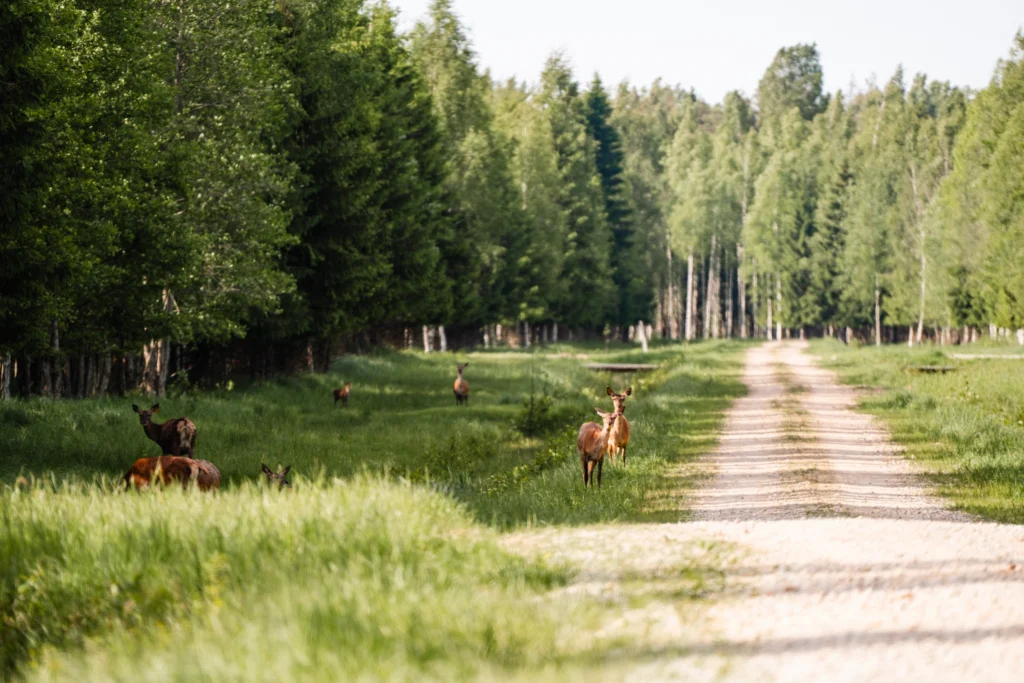 Ulukisafari